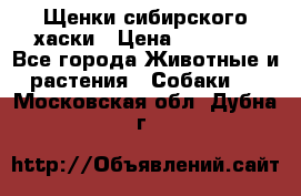 Щенки сибирского хаски › Цена ­ 12 000 - Все города Животные и растения » Собаки   . Московская обл.,Дубна г.